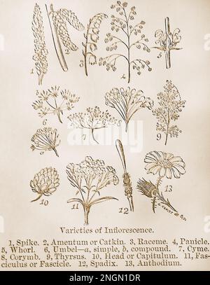 A late 19th century illustration - dictionary illustration showing various types of INFLORESCENCE  - spike, amentum, catkin, raceme, panicle, whorl, cyme, corymb, thyrus, head, capitulum, fasciculus, fascicle, spadix, anthodium, Stock Photo