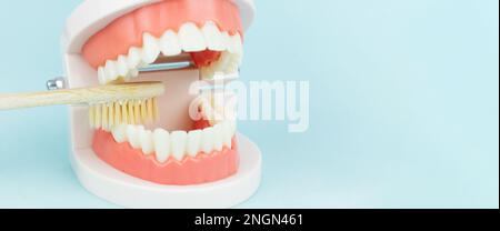 Dentures Dental Teeth Model and wooden tooModel of jaw is used to demonstrate how human teeth and jaw clean.thbrush. Stock Photo