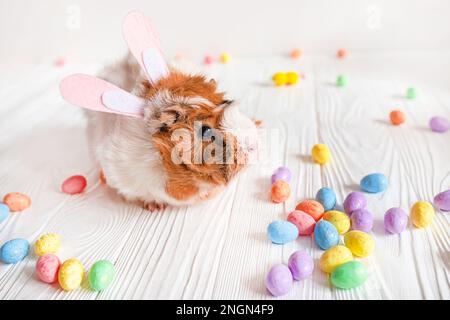 Small guinea pig among Easter eggs. Easter egg Hunt. Stock Photo