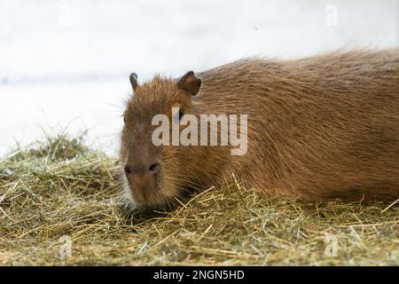Greater capybara (Hydrochoerus hydrochaeris) lies on a sheaf of hay Stock Photo