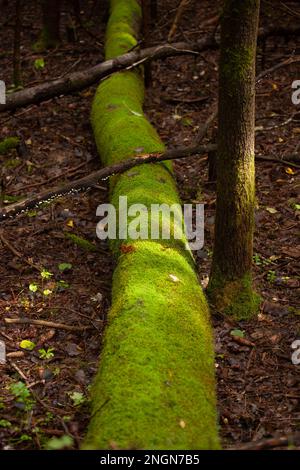 A tree trunk covered in bright green moss is lit in places by rays of sunlight. Stock Photo