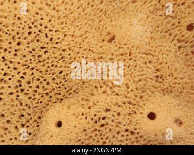 Natural sponge, close-up. Porous surface of a sponge, macro photograph, detail. Stock Photo