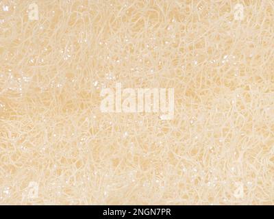 Close-up of a natural sponge. Structure of the surface of a bath sponge, Stock Photo