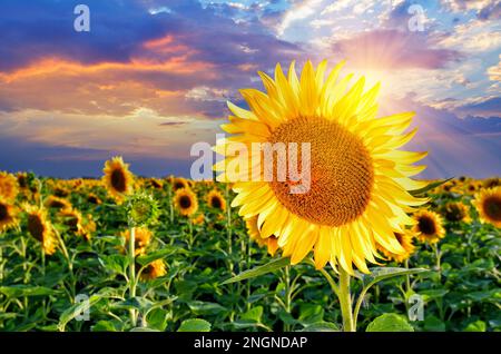 Picturesque evening landscape of a sunflower field against the backdrop of a dramatic sky at sunset in Ukraine. Ripe Sunflower, close-up Stock Photo