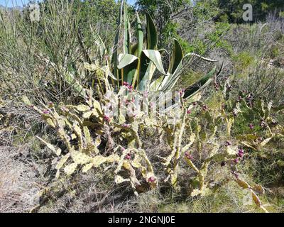 Agave, an invasive plant among wild vegetation on the Spanish coast, Valencia. Stock Photo