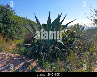 Agave, an invasive plant among wild vegetation on the Spanish coast, Valencia. Stock Photo