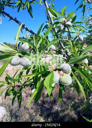Almonds growing on a branch in an almond orchard in Valencia, Spain. Stock Photo