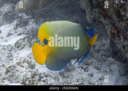 Blueface angelfish underwater. Pomacanthus xanthometopon Stock Photo