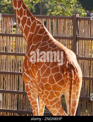 beautiful brown giraffe body skin texture with white lines Stock Photo