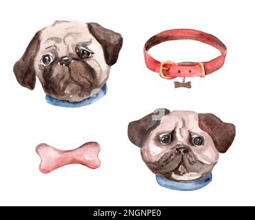 Pug isolated on white background. Watercolor hand drawn illustration. Pets. Emotions. Collar, treat for dogs Stock Photo