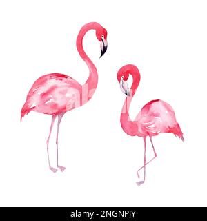 Tropical watercolor illustration of a flamingo. set of floral illustrations. collection with flowers for invitation Stock Photo