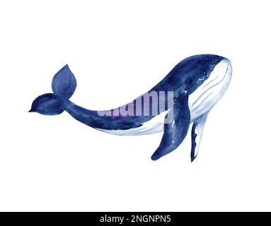 Watercolor blue whale illustration isolated on white background. Hand-painted realistic underwater animals. Stock Photo