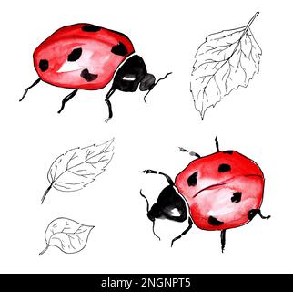 Watercolor illustration Ladybug on a white background. Birch leaves with a black line. Stock Photo