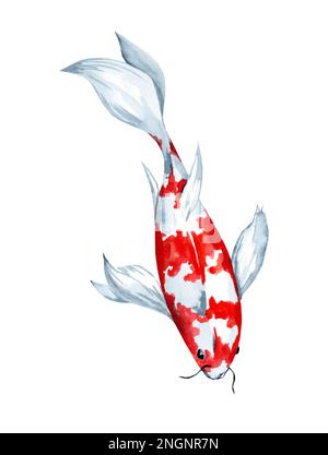 Hand drawn watercolor illustration of Koi Carp fish on white background. Element for design of invitations, movie posters, fabrics and other objects. Stock Photo