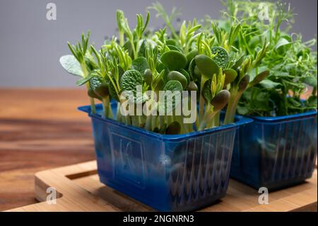 Healthy food, young sprouts plants of green garden cress and lupin ready for consumption growing in blue plastic box close up Stock Photo