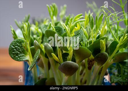 Healthy food, young sprouts plants of green garden cress and lupin ready for consumption growing in blue plastic box close up Stock Photo
