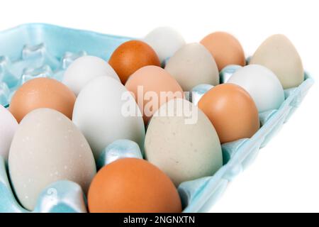 Multicolored farm fresh eggs in a blue egg carton Stock Photo