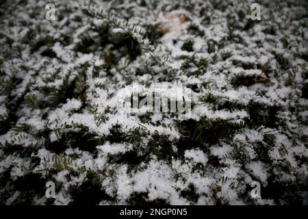 Close up of snow-covered evergreen tree branches during a New England winter Stock Photo