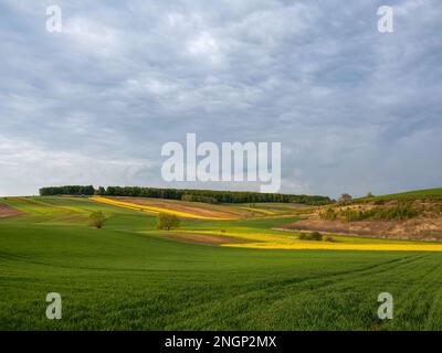 Young green cereals.  Blooming rapeseed. Low shining sun illuminating fields, Trees and bushes. Roztocze. Eastern Poland. Stock Photo