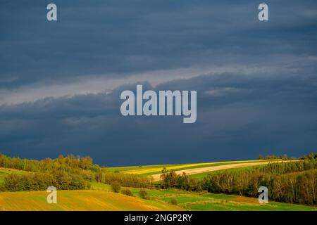 Young green cereals.  Blooming rapeseed. Low shining sun illuminating fields, Trees and bushes. Roztocze. Eastern Poland. Stock Photo