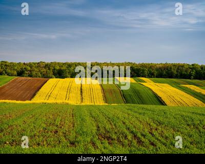 Young green cereals.  Blooming rapeseed. Low shining sun illuminating fields, Trees and bushes. Roztocze. Eastern Poland. Stock Photo