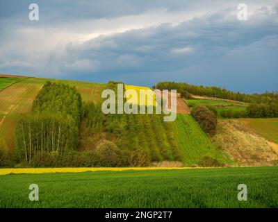 Young green cereals.  Blooming rapeseed. Low shining sun illuminating fields, Trees and bushes. Roztocze. Eastern Poland. Stock Photo