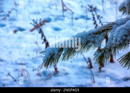 Branches of Pinus koraiensis in winter. Eastern cedar in the snow. Winter background. Selective focus. Stock Photo