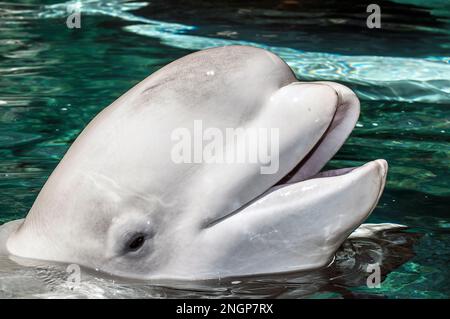 beluga whale close-up shaking head side to side at surface (Captive) Stock Photo