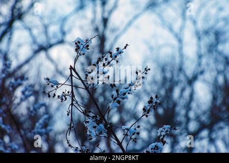 The seeds of an inflorescence of gray spirea with white snow are on a blurred gray background on a sunny winter day. Spiraea cinerea Grefsheim in wint Stock Photo
