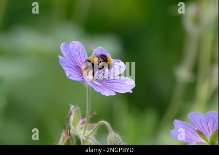 geranium pratense clumsy landing of a bumblebee on blue flowers of meadow cranesbill Stock Photo