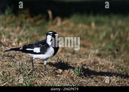 Side view of a magpie-lark, or peewee bird, as it stands in a sunlit grassy area Stock Photo