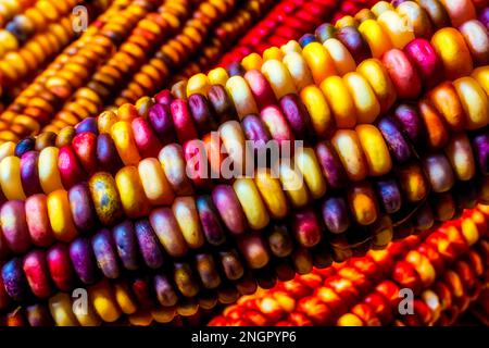 Close Up Indian Corn Stock Photo