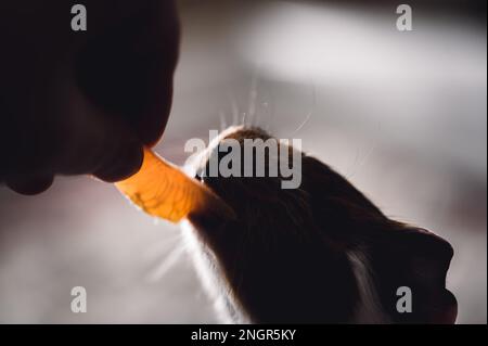 Guinea pig using front incisors to eat a tasty treat of an orange in held by hand.  Stock Photo