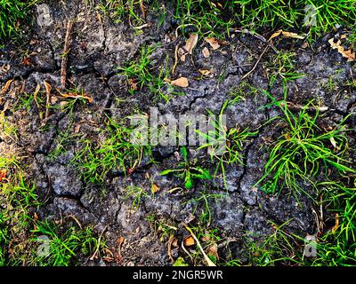 Cracked earth, drought in California Stock Photo