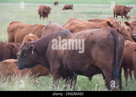 Red angus bull and cows in A meadow on a cattle ranch in central Idaho Stock Photo