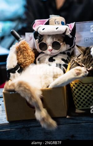 Close-up portrait of a cute kitten sleeping in the box Stock Photo