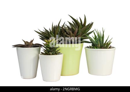 Hawothia different types of succulents in beautiful ceramic pots isolated on white background Stock Photo