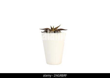 Small hawothia fairy washboard succulents in cute ceramic pot Stock Photo