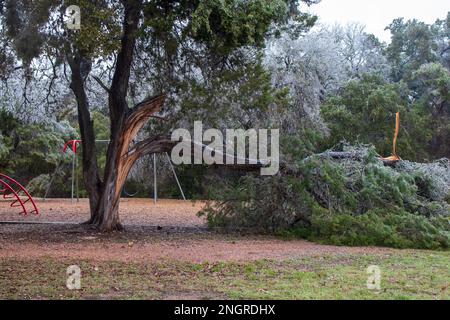A cedar tree limb broke off from the weight of the ice during a winter storm in Austin Texas Stock Photo