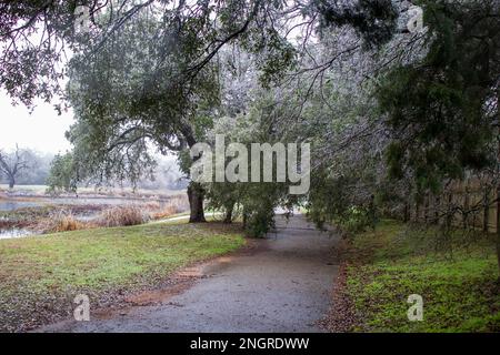 Frozen tree branches hanging low over a paved footpath after a freezing rain and ice storm in Austin Texas Stock Photo