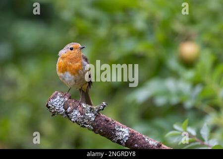 European Robin [ Erithacus rubecula ] perched on dead branch Stock Photo