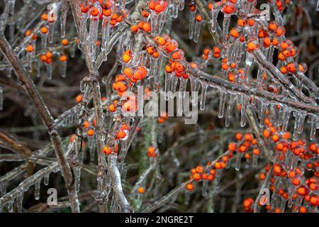 Icicles hanging from frozen red holly berries also known as hawthorn berries after a freezing rain and ice storm in Austin TX Stock Photo