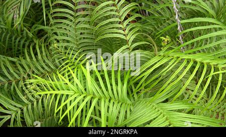 Fern Wild Plants (Polypodiophyta) Are Greenish In Color, Seen From Above Stock Photo