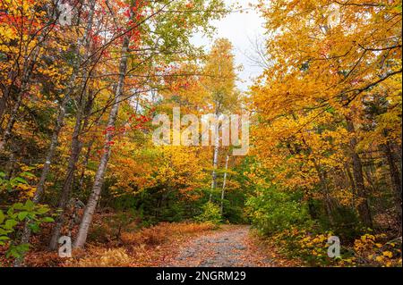 Mountain road through a hemlock-hardwood forest in full peak foliage. Maple, beech and birch trees in fiery fall colors. Borestone Mountain, Maine, US Stock Photo