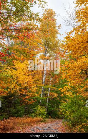 Mountain road through a hemlock-hardwood forest in full peak foliage. Maple, beech and birch trees in fiery fall colors. Borestone Mountain, Maine, US Stock Photo