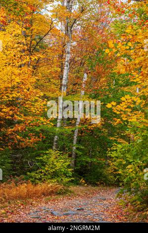 Mountain road through a hemlock-hardwood forest in full peak foliage. Maple, beech and birch trees in fiery fall colors. Borestone Mountain, Maine, US Stock Photo