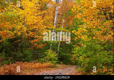 Mountain road through a hemlock-hardwood forest in full peak foliage. Maple, beech and birch trees in fiery fall colors. Borestone Mountain, Maine, US Stock Photo