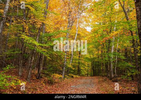 Mountain road through a hemlock-hardwood forest in full peak foliage. Maple, beech and birch trees in fiery fall colors. Borestone Mountain, Maine, US Stock Photo