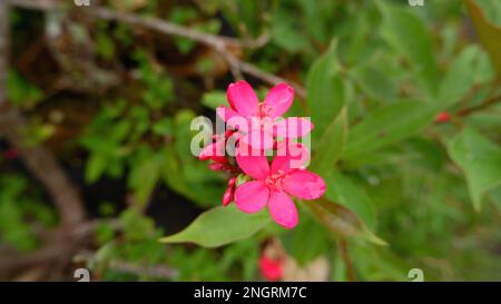 The Batavia Flower Ornamental Plant (Jatropha Integerrima) Is Red And Beautiful Stock Photo