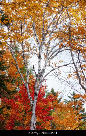 A birch tree in peak fall foliage. Borestone Mountain, Maine, US. Stock Photo